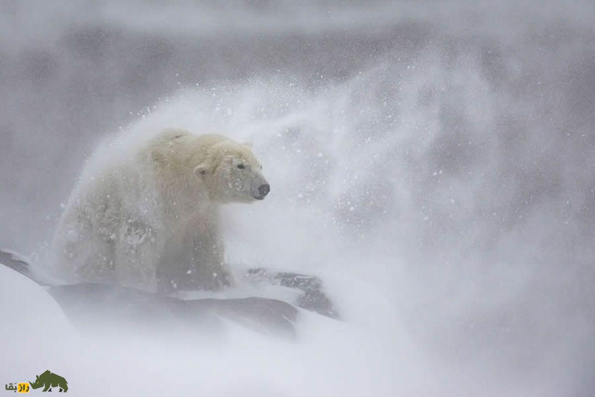 خرس قطبی سفید و برف