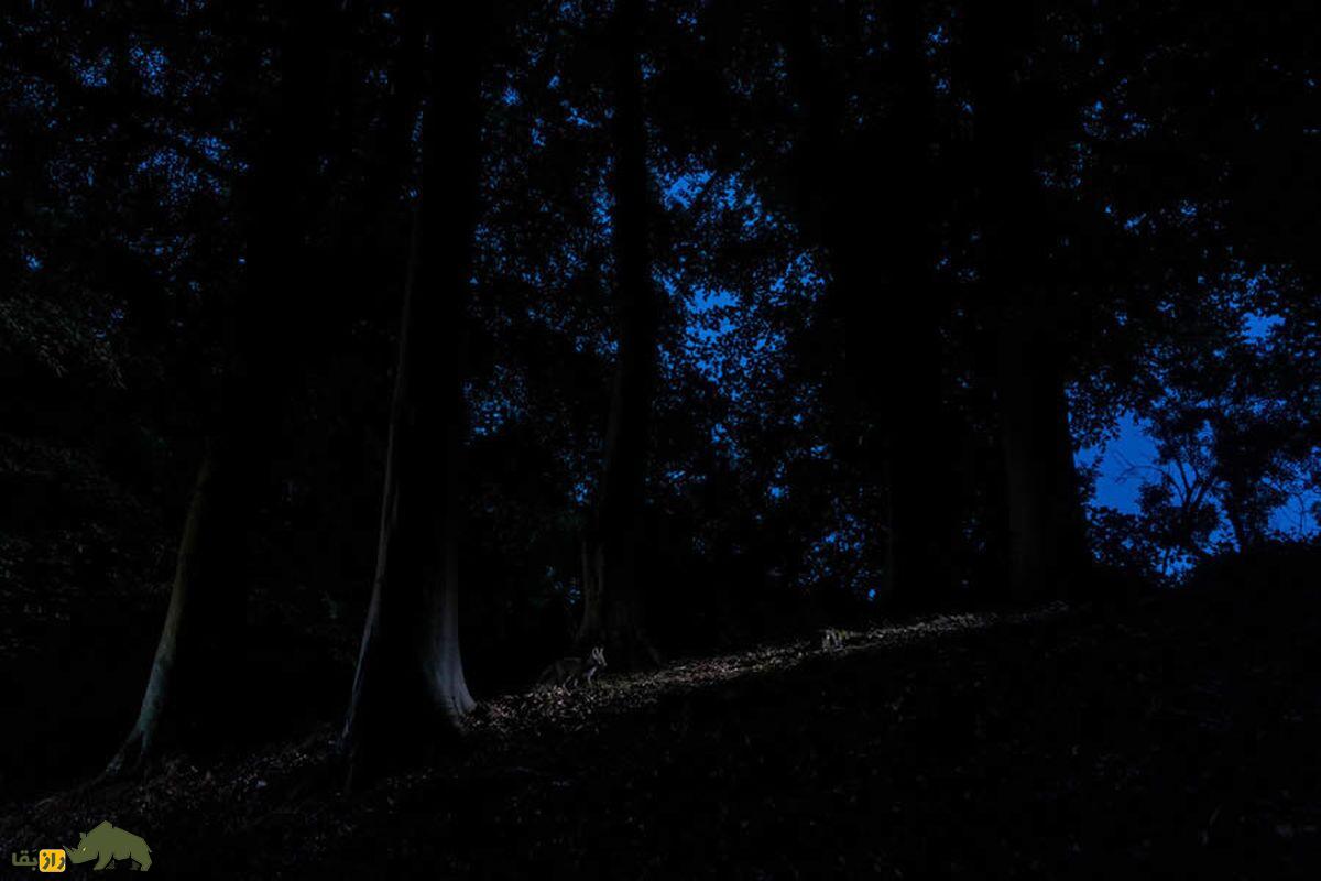 جنگل سیاه و نور آبی