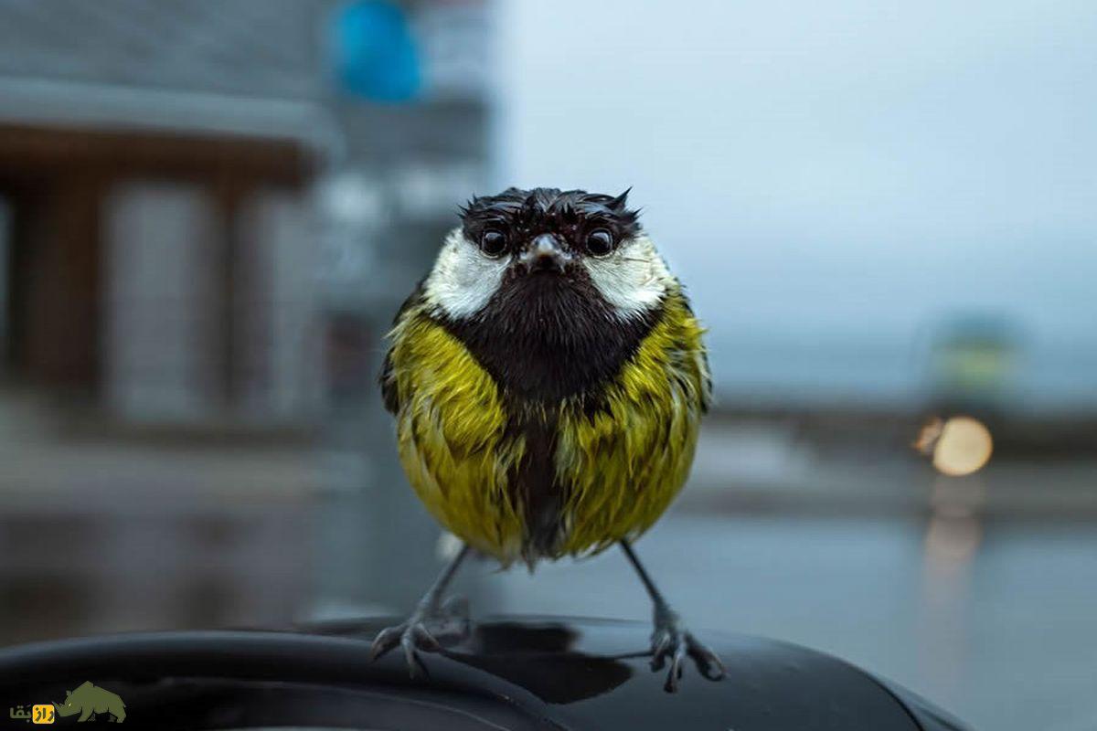 پرنده عصبانی