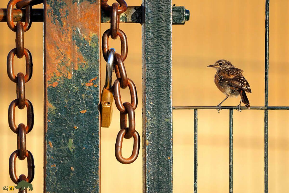 پرنده‌ای کنار زنجیر