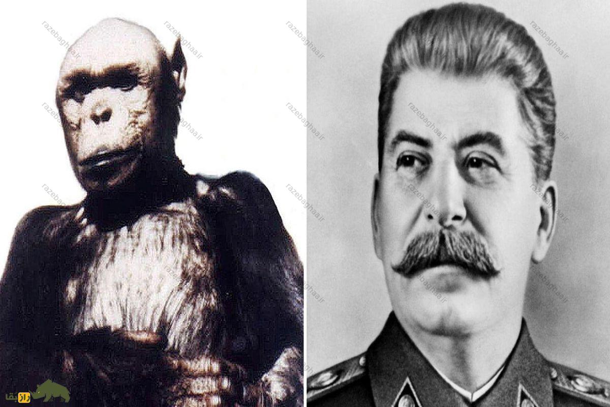 تصویری از استالین و یک شامپانزه