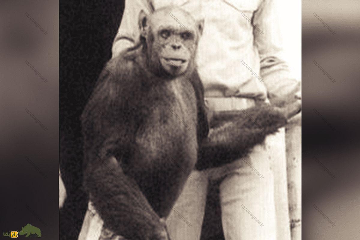 راز‌های تاریک آزمایش‌های شوروی: ماجرای ترکیب انسان و شامپانزه و سرنوشت زنان آزمایش