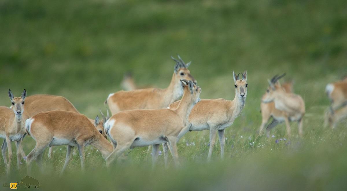 غزال مغولی؛ غزال کمیاب مغولی که ۵۰۰ کیلومتر به دنبال غذا مهاجرت می‌کند