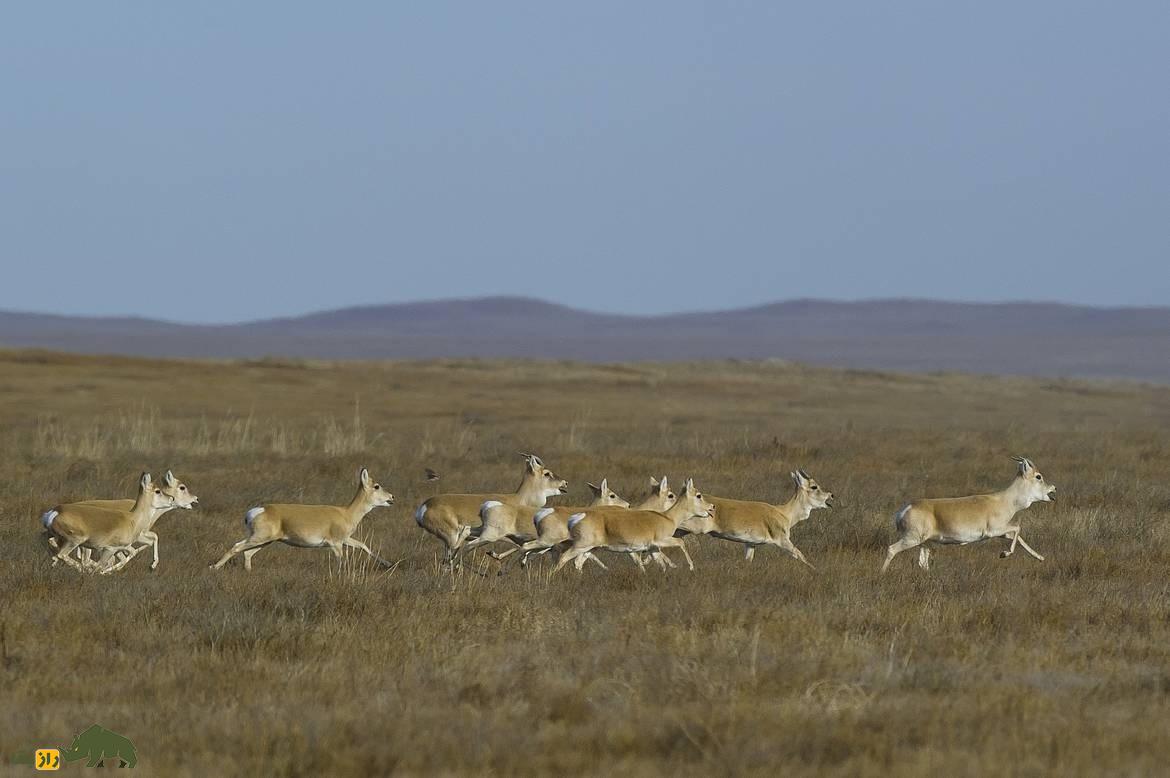 غزال مغولی؛ غزال کمیاب مغولی که ۵۰۰ کیلومتر به دنبال غذا مهاجرت می‌کند