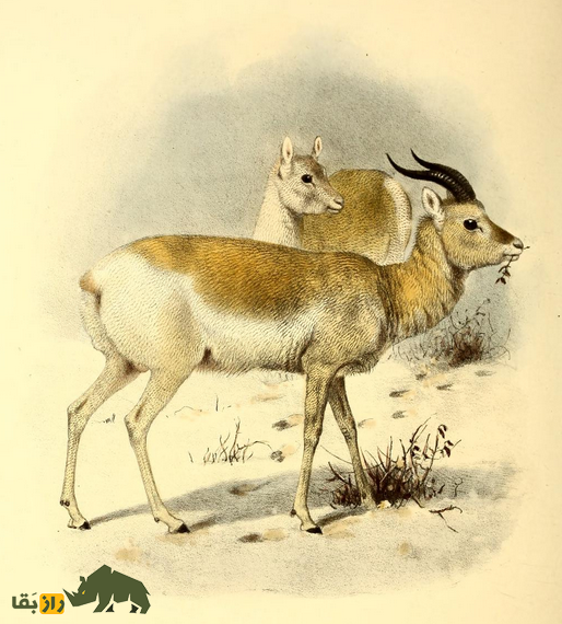 غزال مغولی؛ غزال کمیاب مغولی که ۵۰۰ کیلومتر به دنبال غذا مهاجرت می‌کند