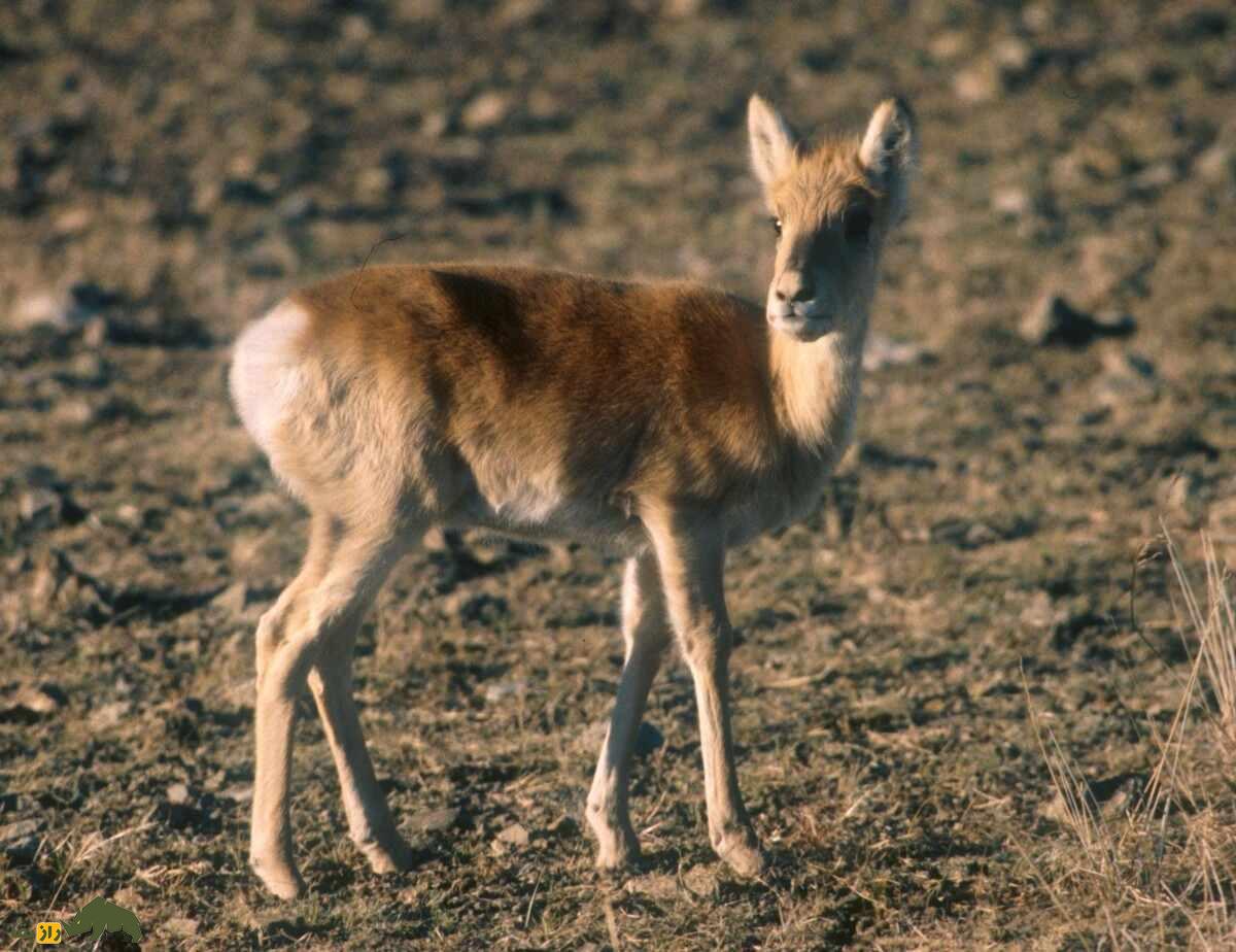 غزال مغولی؛ غزال کمیاب مغولی که ۵۰۰ کیلومتر به دنبال غذا مهاجرت می‌کند