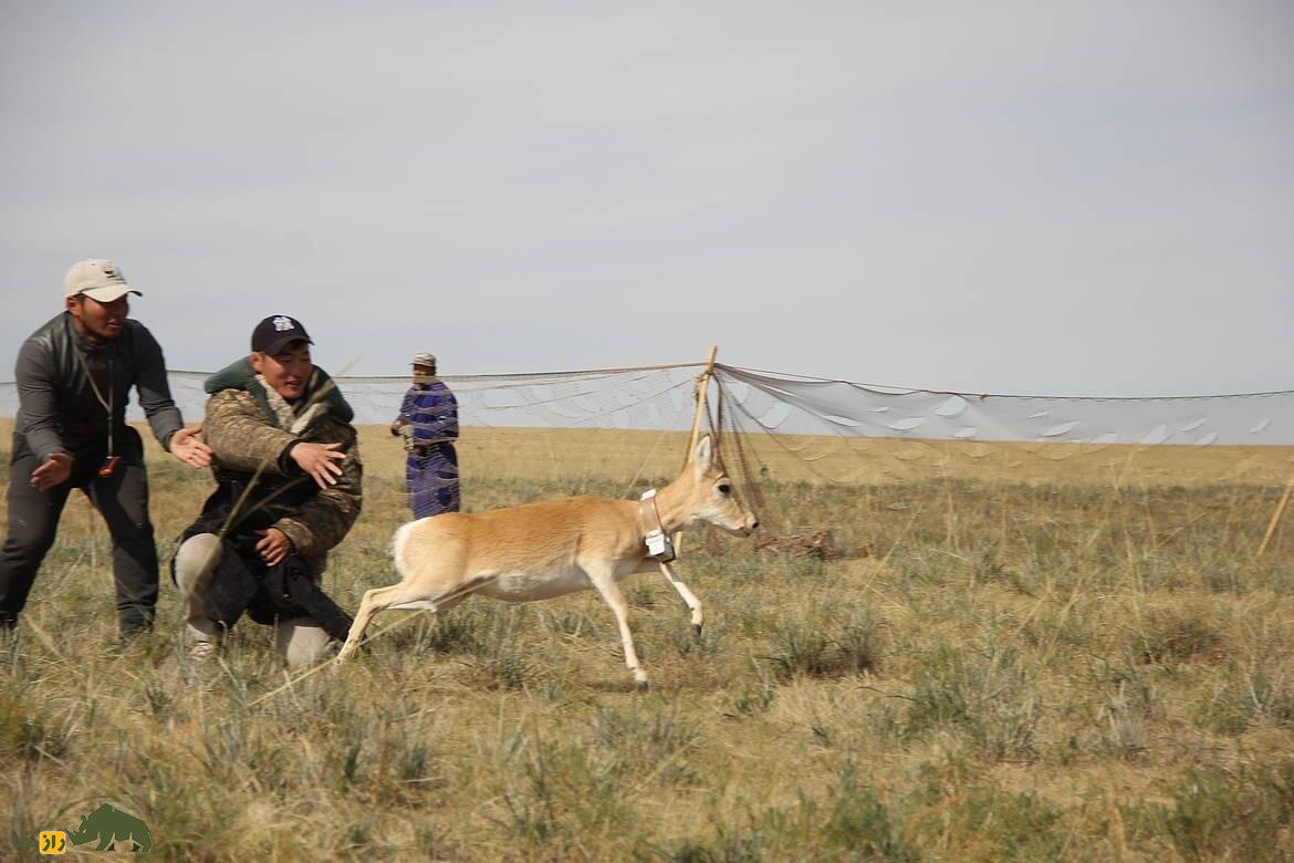 غزال مغولی؛ غزال کمیاب مغولی که ۵۰۰ کیلومتر به دنبال غذا مهاجرت می‌کند