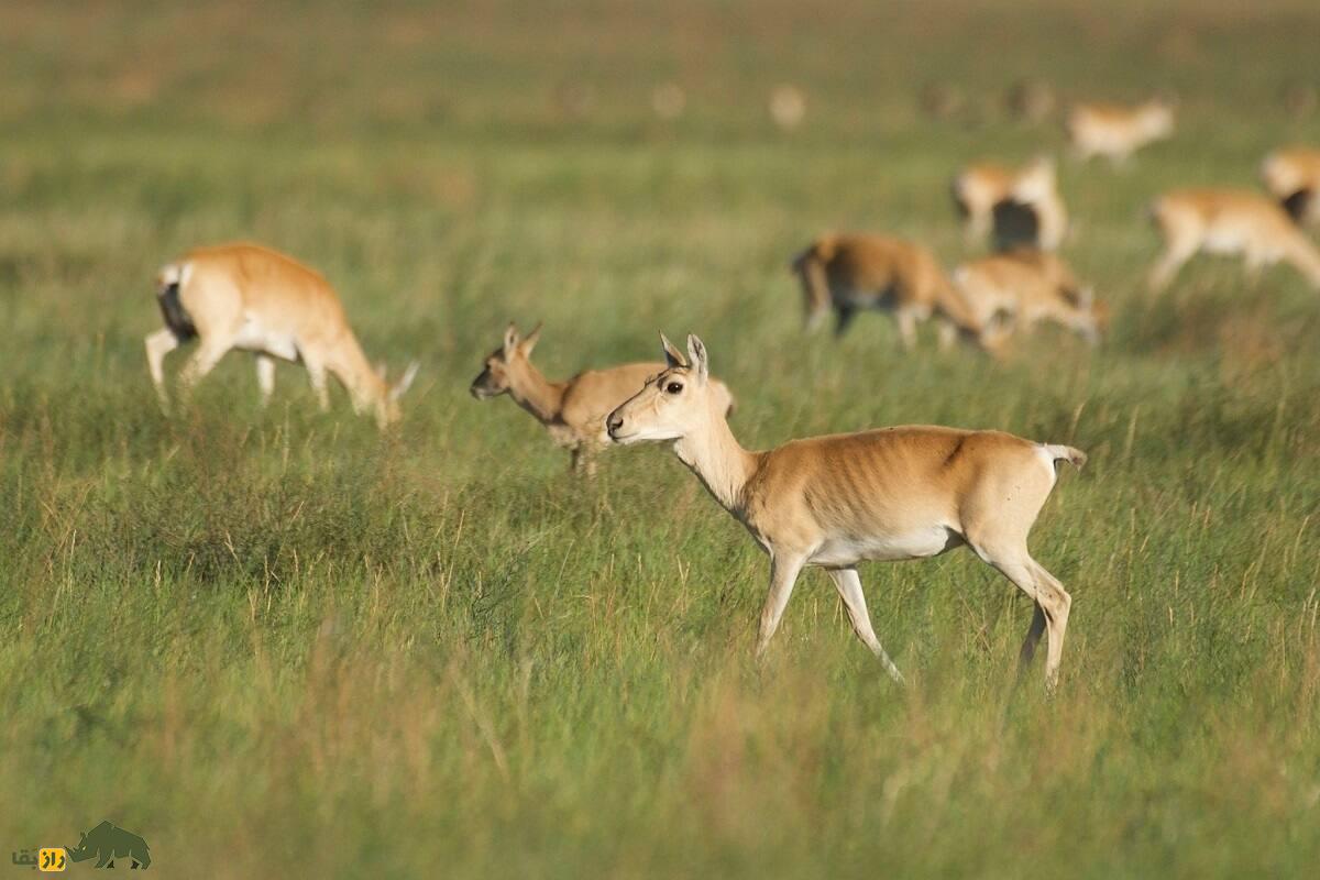 غزال مغولی؛ غزال کمیاب مغولی که ۵۰۰ کیلومتر به دنبال غذا مهاجرت می‌کند