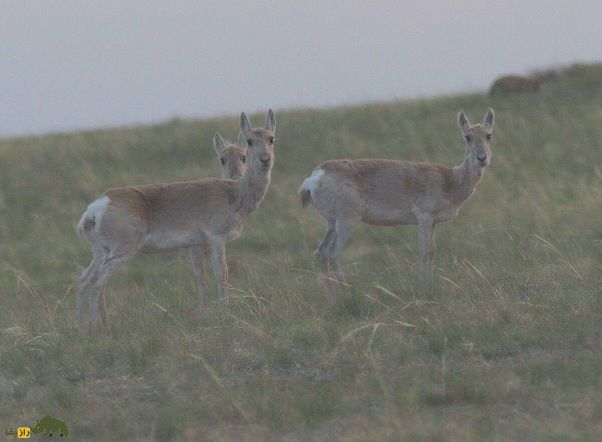 غزال مغولی؛ غزال کمیاب مغولی که ۵۰۰ کیلومتر به دنبال غذا مهاجرت می‌کند