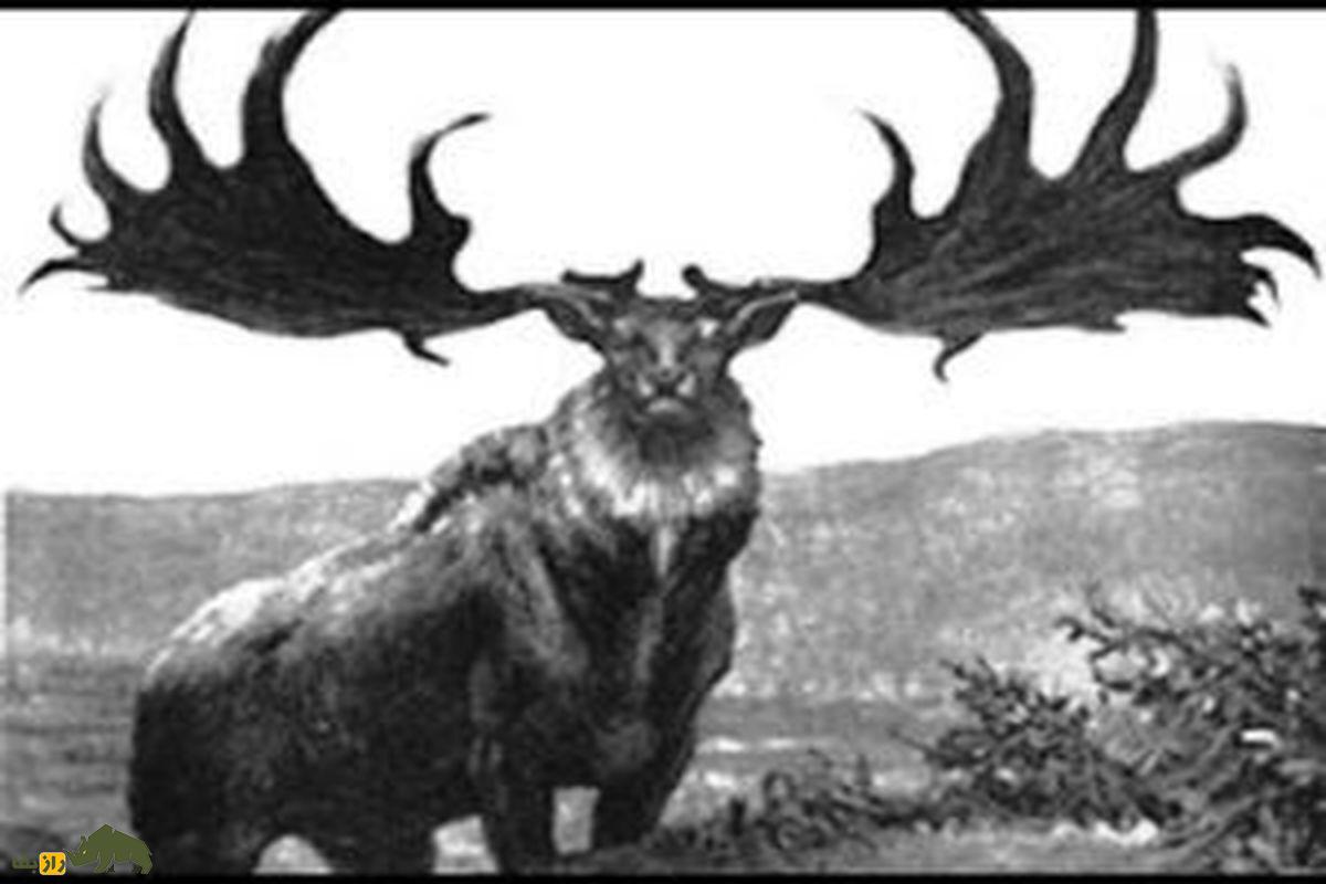 چرا دامداران با تذریق آمپولهای دردناک گاوهای ماده را در گوسالگی شاخزدایی میکنند؟ گوزن منقرض شده ایرلندی