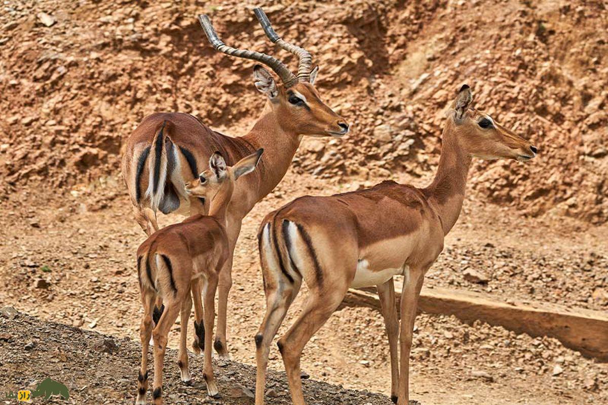 چرا دامداران با تذریق آمپولهای دردناک گاوهای ماده را در گوسالگی شاخزدایی میکنند؟ خانواده ایمپالا