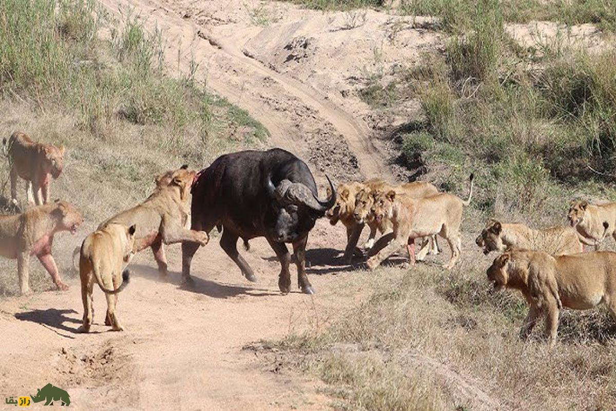 چرا دامداران با تذریق آمپولهای دردناک گاوهای ماده را در گوسالگی شاخزدایی میکنند؟ گاو میش و جنگ با شیرها
