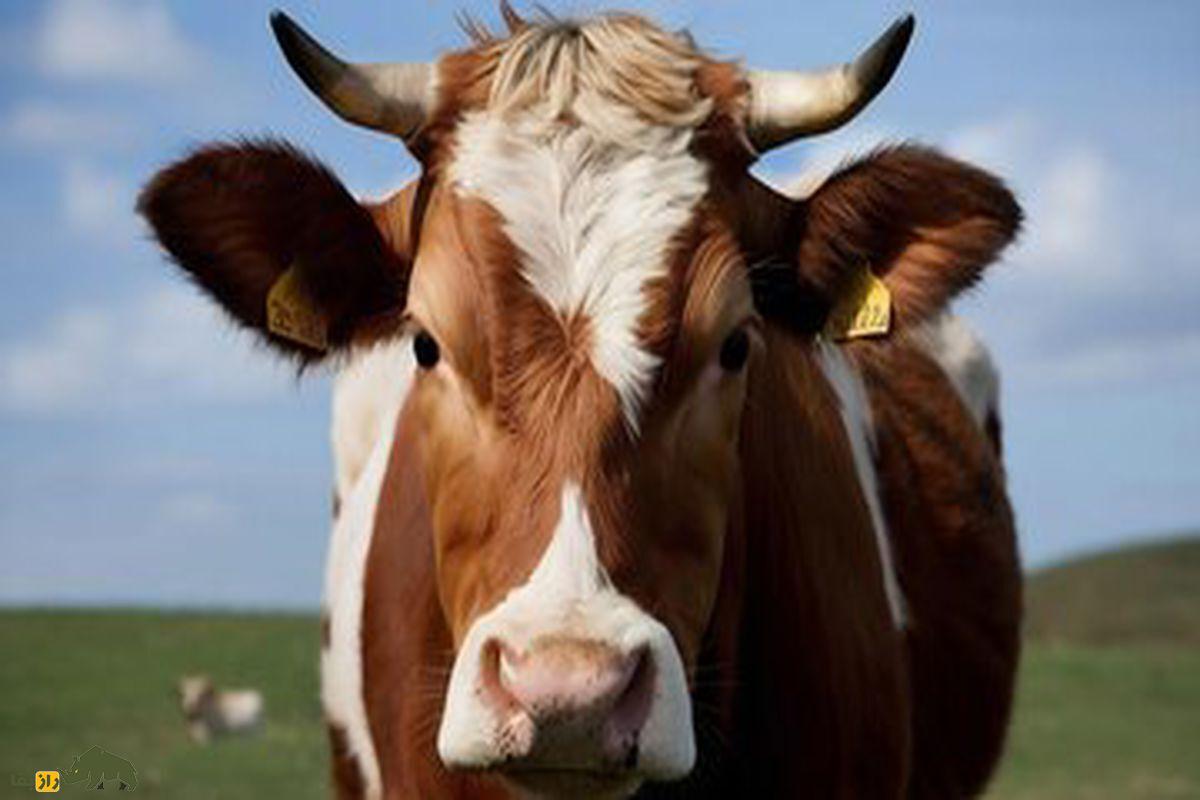 چرا دامداران با تذریق آمپولهای دردناک گاوهای ماده را در گوسالگی شاخزدایی میکنند؟ گاو شاخ دار قهوه ای