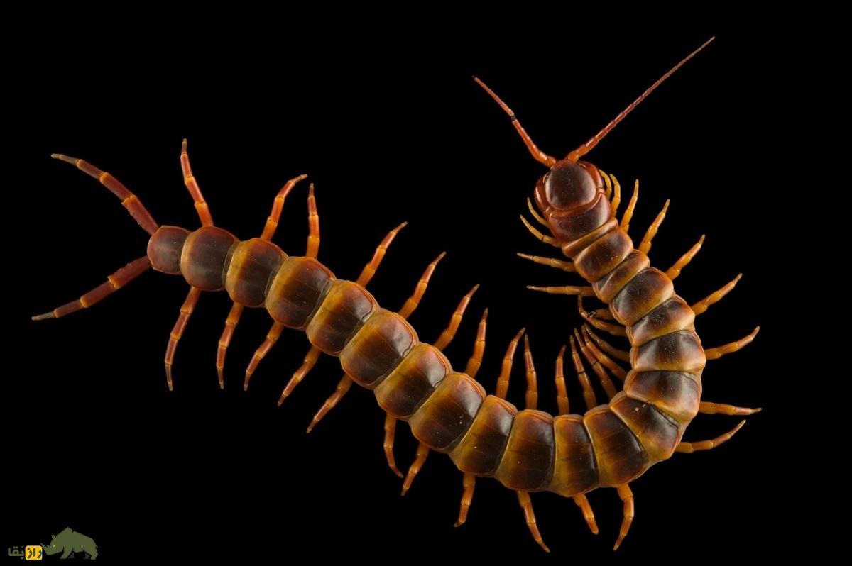 هزارپای غول‌پیکر استوایی؛ خطرناک‌ترین هزارپای جهان با طول ۳۰ سانت که زهر کشنده دارد