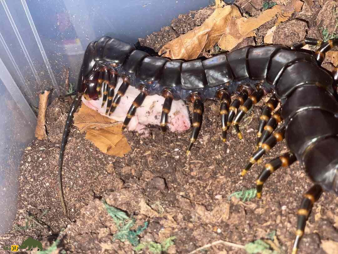 هزارپای غول‌پیکر استوایی؛ خطرناک‌ترین هزارپای جهان با طول ۳۰ سانت که زهر کشنده دارد