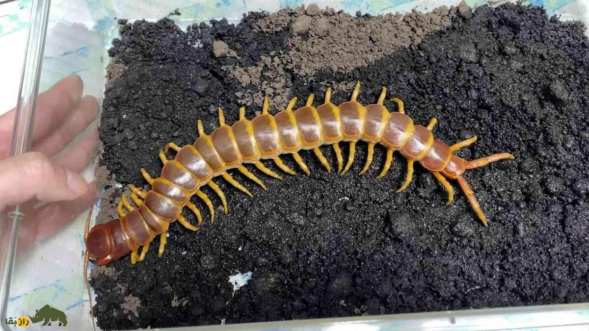 هزارپای غول‌پیکر استوایی؛ خطرناک‌ترین هزارپای جهان با طول ۳۰ سانت که زهر کشنده دارد