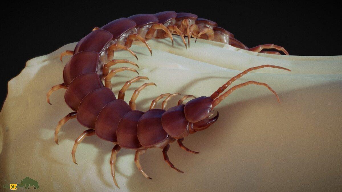 هزارپای غول‌پیکر استوایی؛ خطرناک‌ترین هزارپای جهان با طول ۳۰ سانت که زهر کشنده دارد