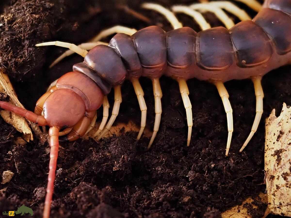 هزارپای غول‌پیکر استوایی؛ خطرناک‌ترین هزارپای جهان با طول ۳۰ سانت که زهر کشنده دارد