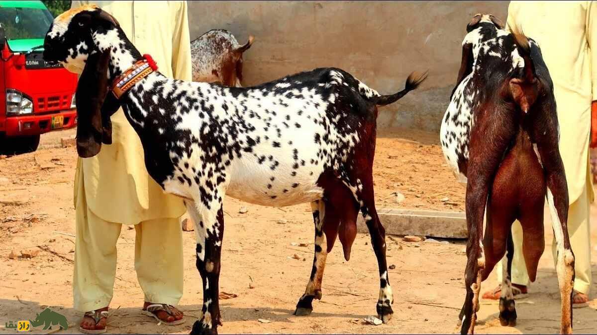 بز ماخی چینی؛ بز پاکستانی معروف به «زنبور عسل» که بزرگترین پستان جهان را دارد