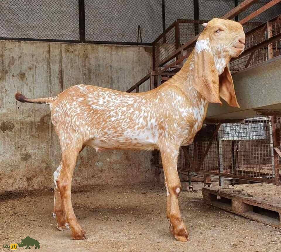 بز ماخی چینی؛ بز پاکستانی معروف به «زنبور عسل» که روزی چند لیتر شیر میدهد بز ماخی چینی؛ بز پاکستانی معروف به «زنبور عسل» که روزی چند لیتر شیر میدهد