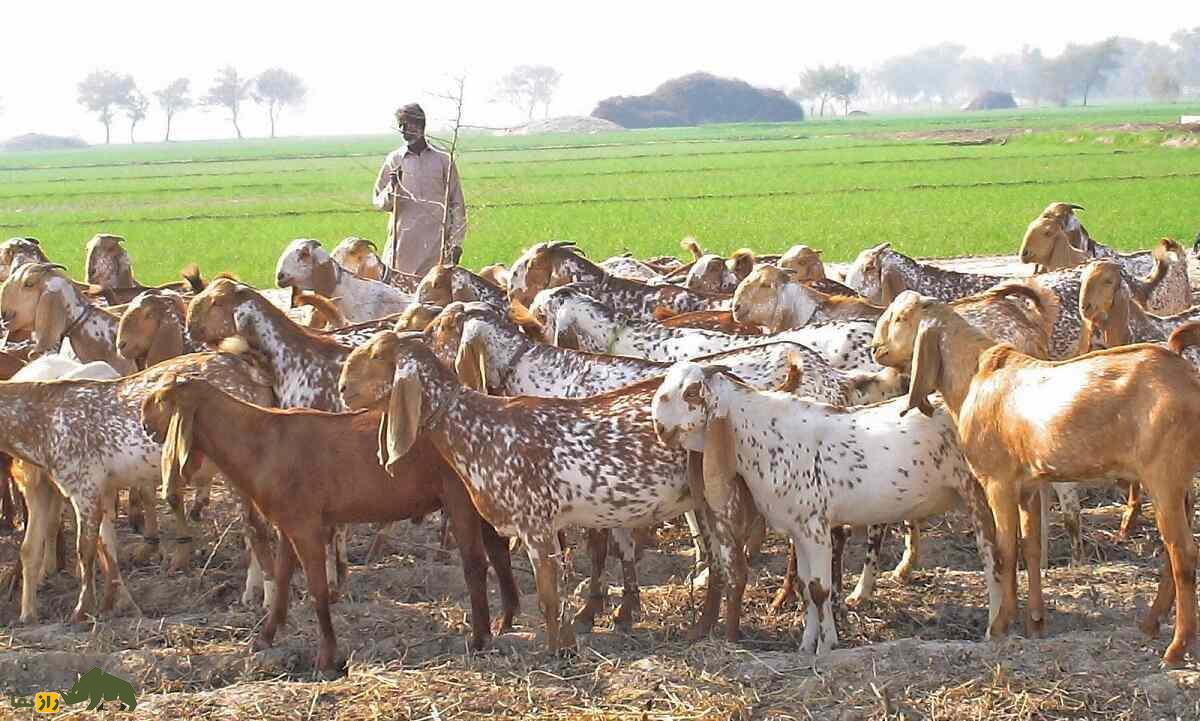 بز ماخی چینی؛ بز پاکستانی معروف به «زنبور عسل» که روزی چند لیتر شیر میدهد بز ماخی چینی؛ بز پاکستانی معروف به «زنبور عسل» که روزی چند لیتر شیر میدهد
