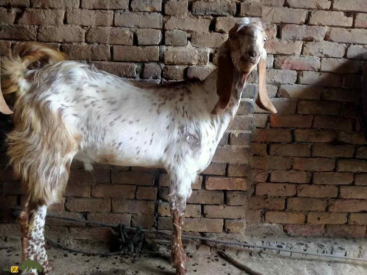 بز ماخی چینی؛ بز پاکستانی معروف به «زنبور عسل» که روزی چند لیتر شیر میدهد بز ماخی چینی؛ بز پاکستانی معروف به «زنبور عسل» که روزی چند لیتر شیر میدهد