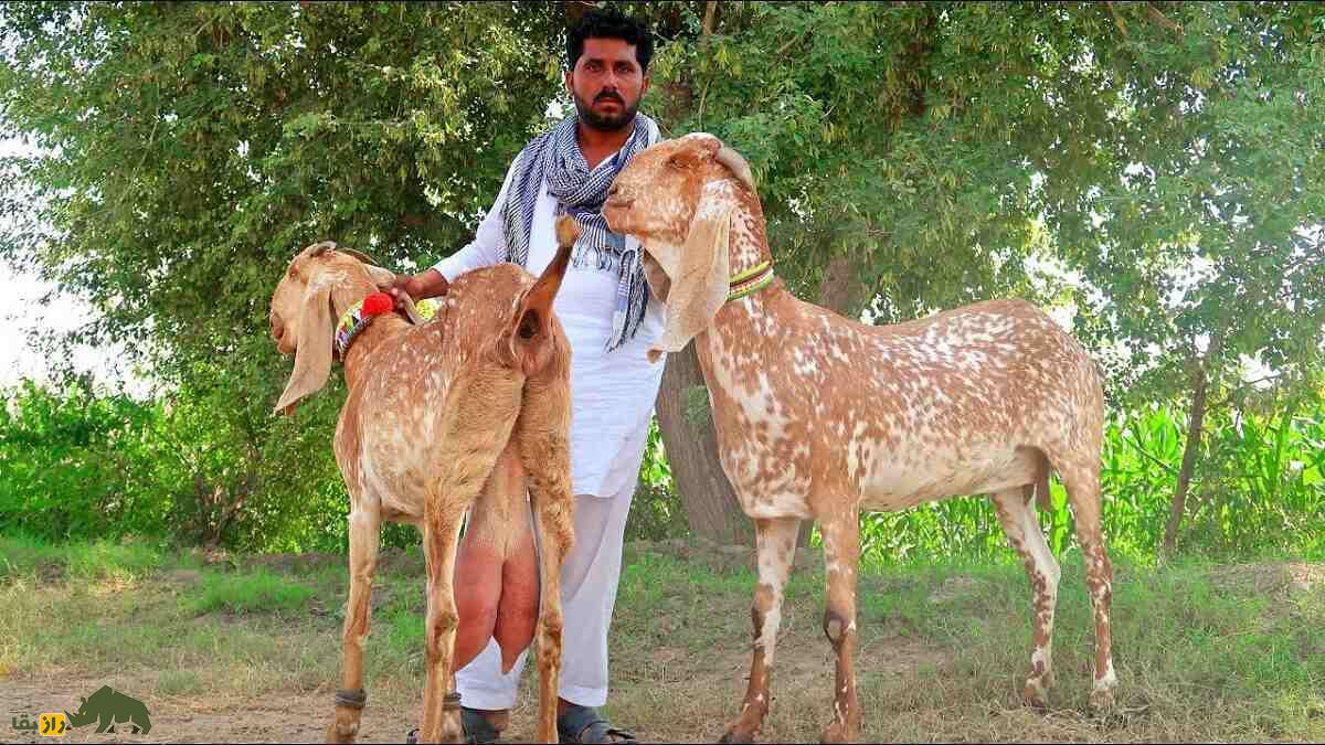 بز ماخی چینی؛ بز پاکستانی معروف به «زنبور عسل» که روزی چند لیتر شیر میدهد بز ماخی چینی؛ بز پاکستانی معروف به «زنبور عسل» که روزی چند لیتر شیر میدهد