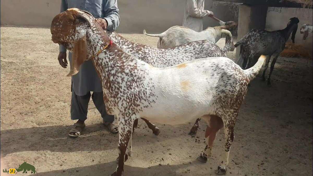 بز ماخی چینی؛ بز پاکستانی معروف به «زنبور عسل» که روزی چند لیتر شیر میدهد بز ماخی چینی؛ بز پاکستانی معروف به «زنبور عسل» که روزی چند لیتر شیر میدهد