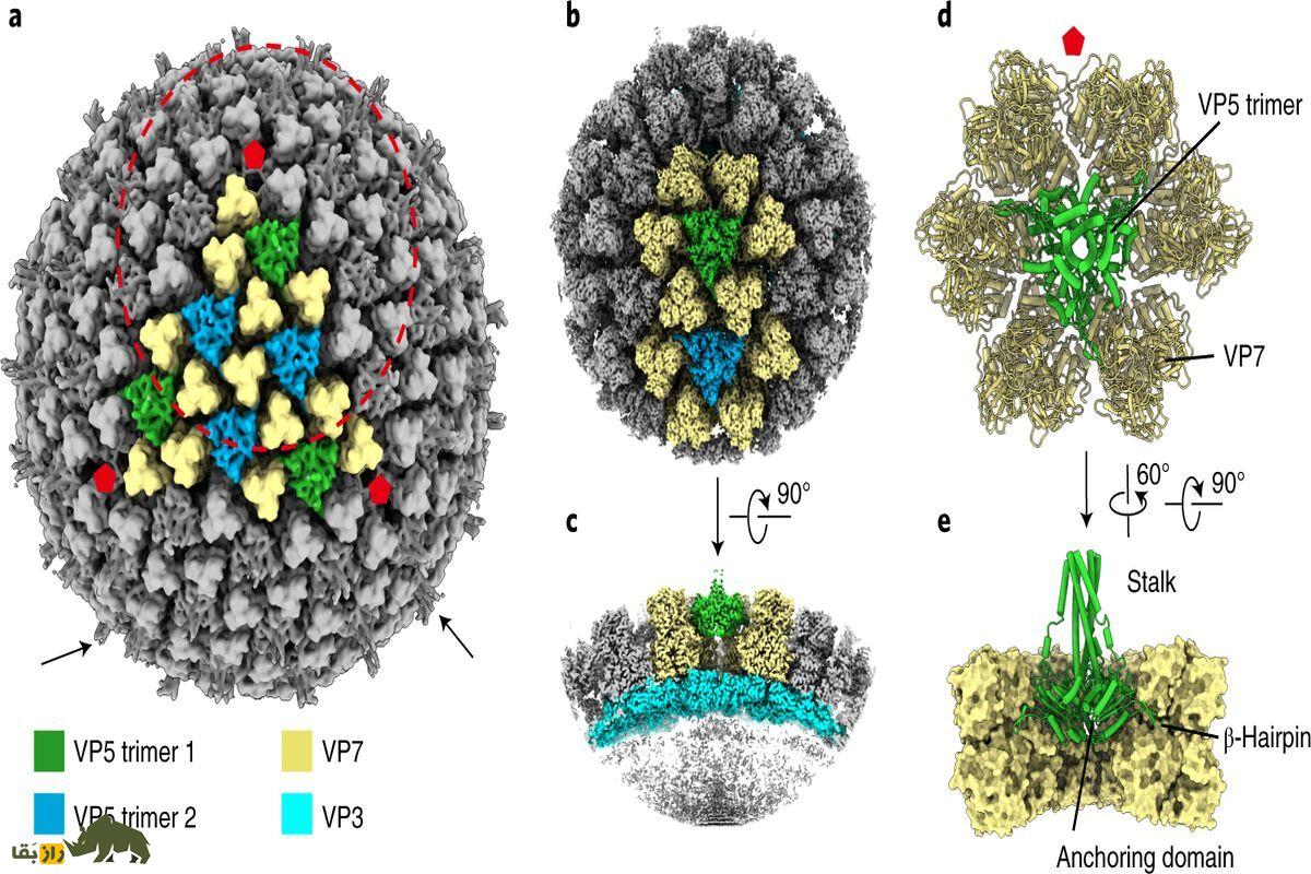ویروس مرگ بار و جدیدی که به جان گوسفندها افتاده است ویروس بلوتانگ