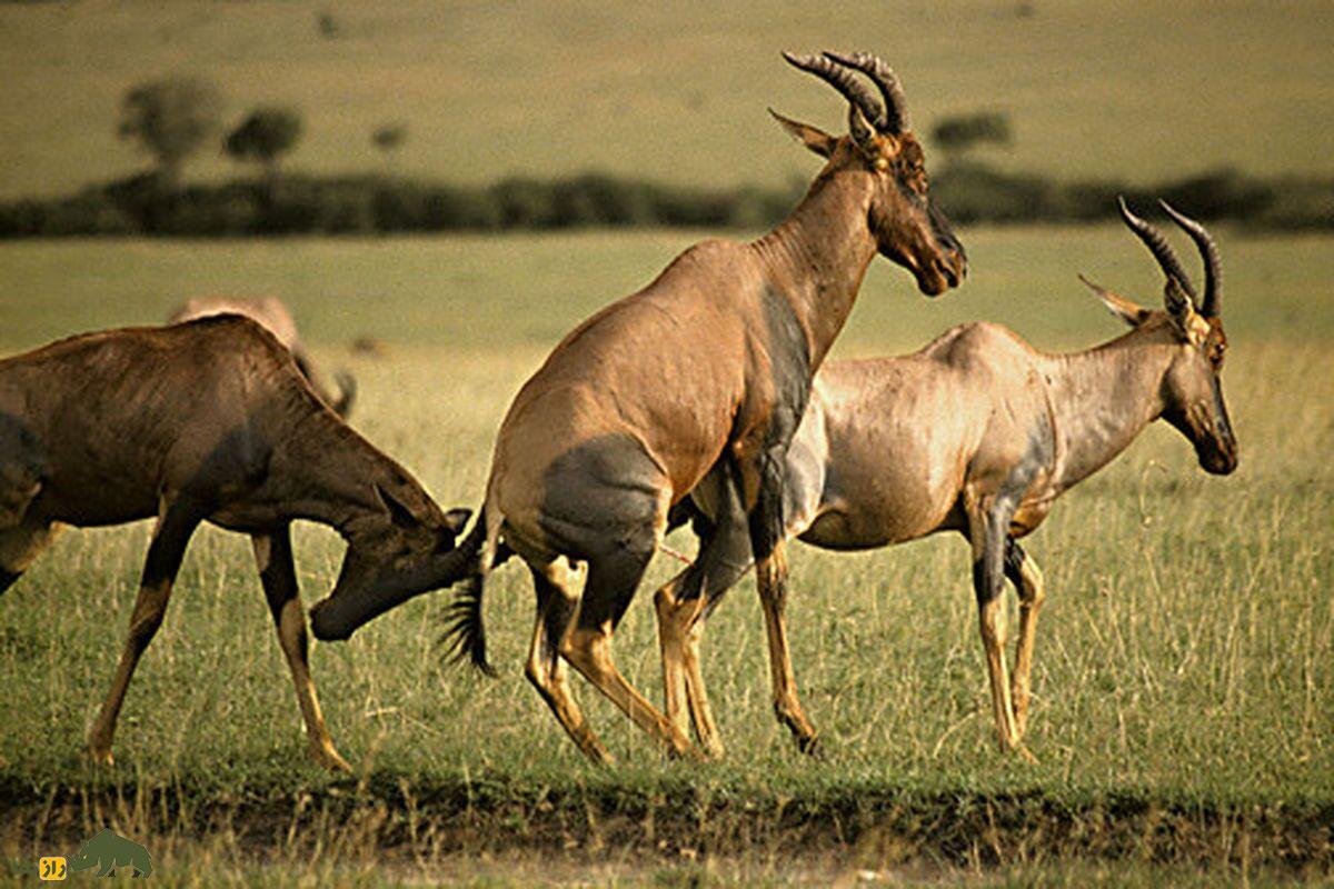 جفت گیری توپی یا شاخ چنگ