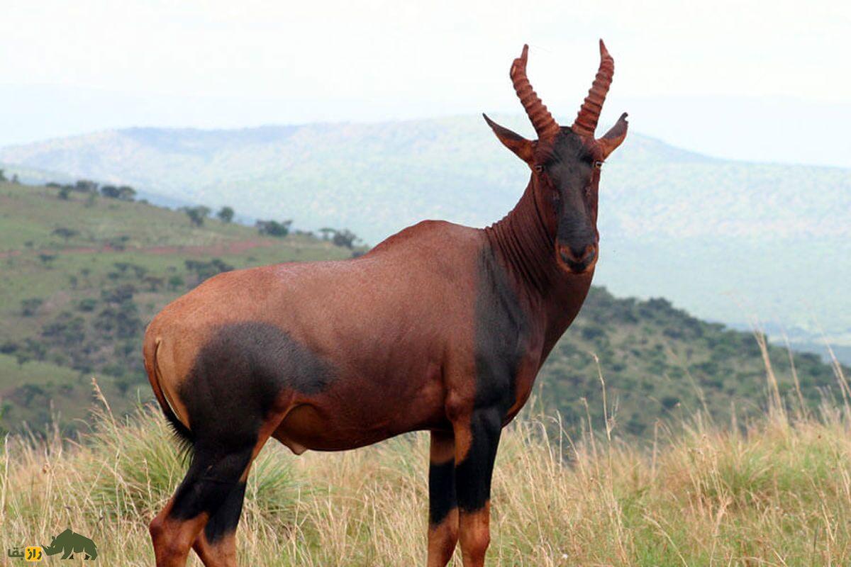 شاخ چنگ  یا توپی