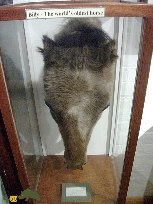 بیلی پیر؛ پیرترین اسب جهان که ۶۲ سال عمر کرد