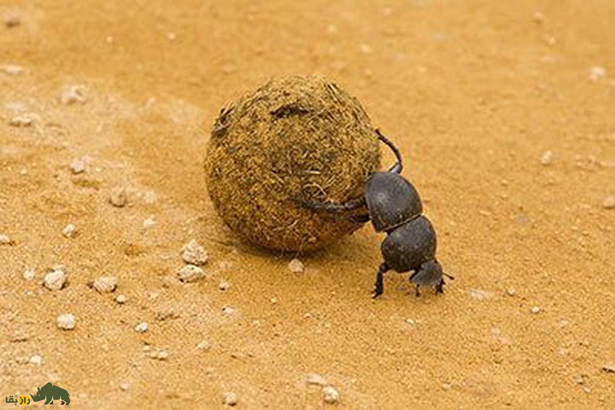 سوسک سرگین غلتان؛ سوسکی که سرگین میخورد و با علم نجوم راهش را پیدا میکند سوسک سرگین غلتان