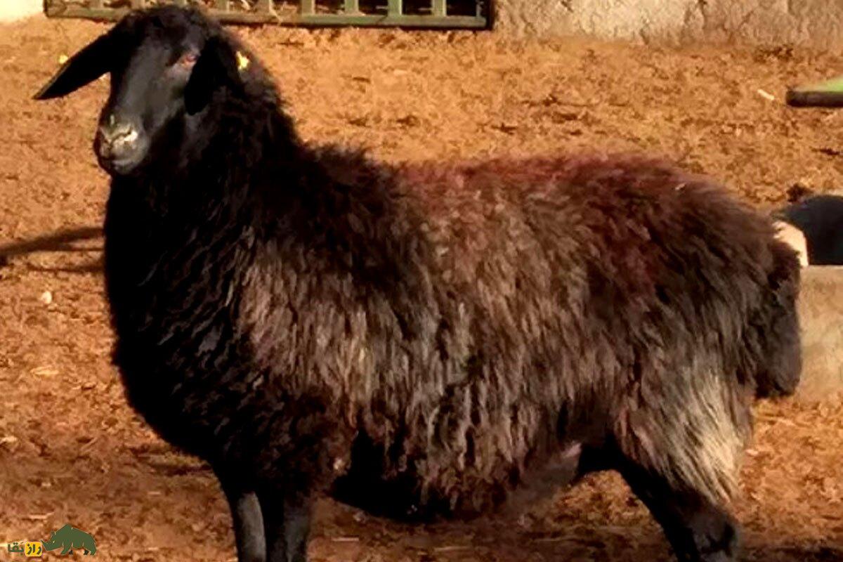 گوسفند زندی؛ گوسفند ایرانی ۹۰ کیلویی که کیفیت گوشتش در ایران زبانزد خاص و عام است