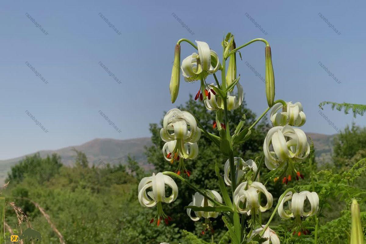 سوسن چلچراغ؛ کمیابترین گل دنیا که تنها در روستای داماش گیلان میروید سوسن چلچراغ؛ کمیابترین گل دنیا که تنها در روستای داماش گیلان میروید