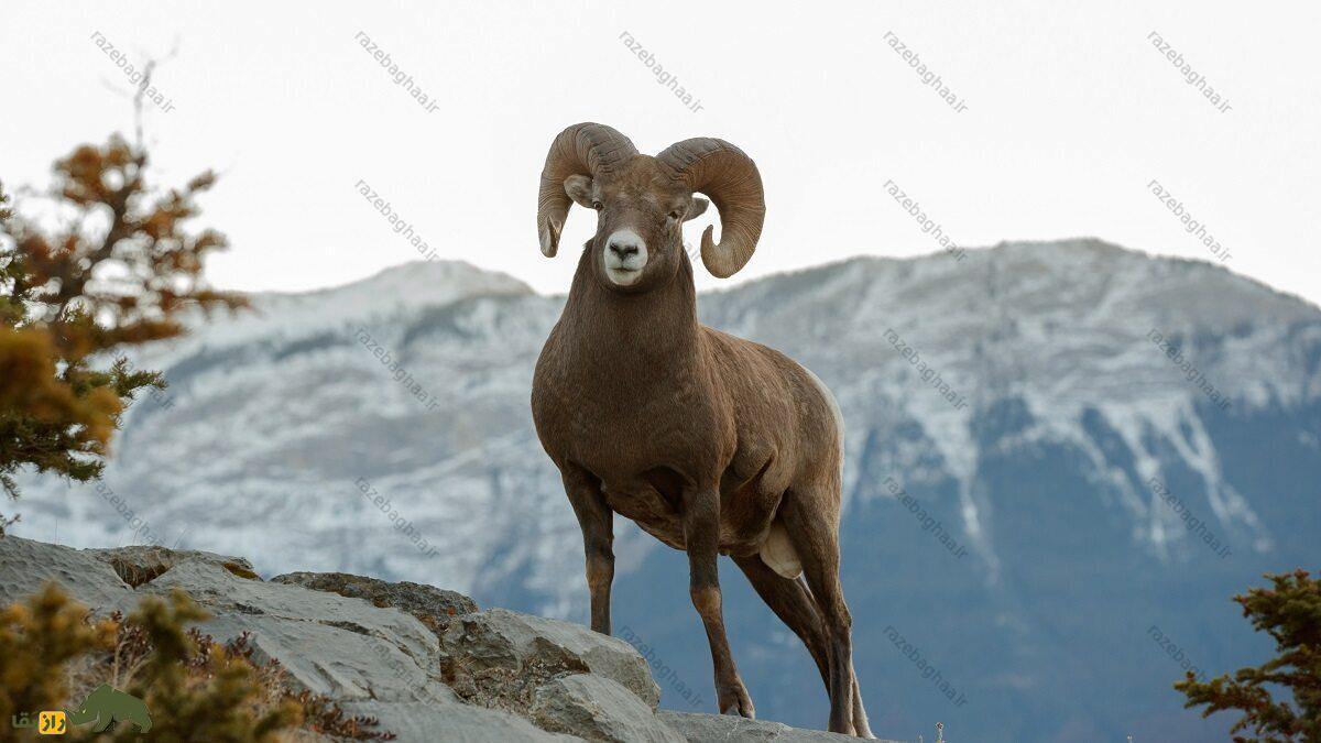 گوسفند آرگالی؛ گوسفند ۱۸۰ کیلویی با ۲ متر شاخ که هنگام جفتگیری روی خودش ادرار میکند گوسفند آرگالی روی صخرهها