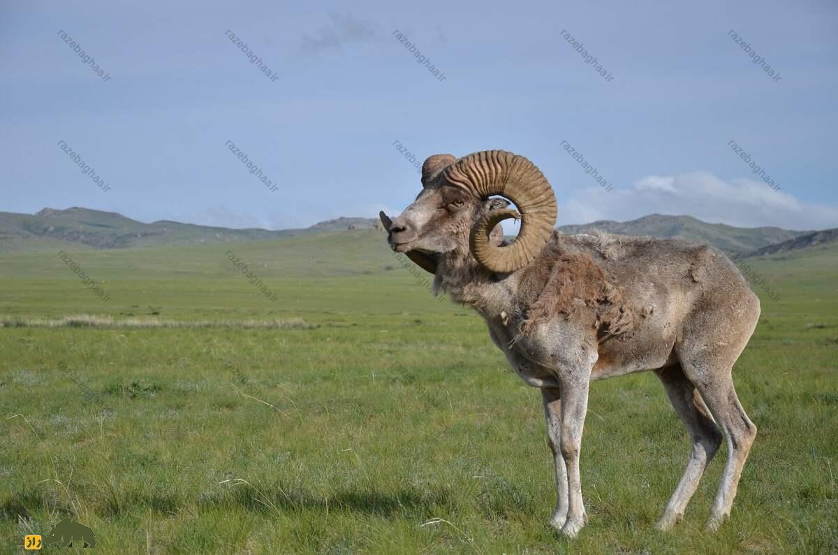 گوسفند آرگالی؛ گوسفند ۱۸۰ کیلویی با ۲ متر شاخ که هنگام جفتگیری روی خودش ادرار میکند گوسفند آرگالی وسط دشت های قزاقستان