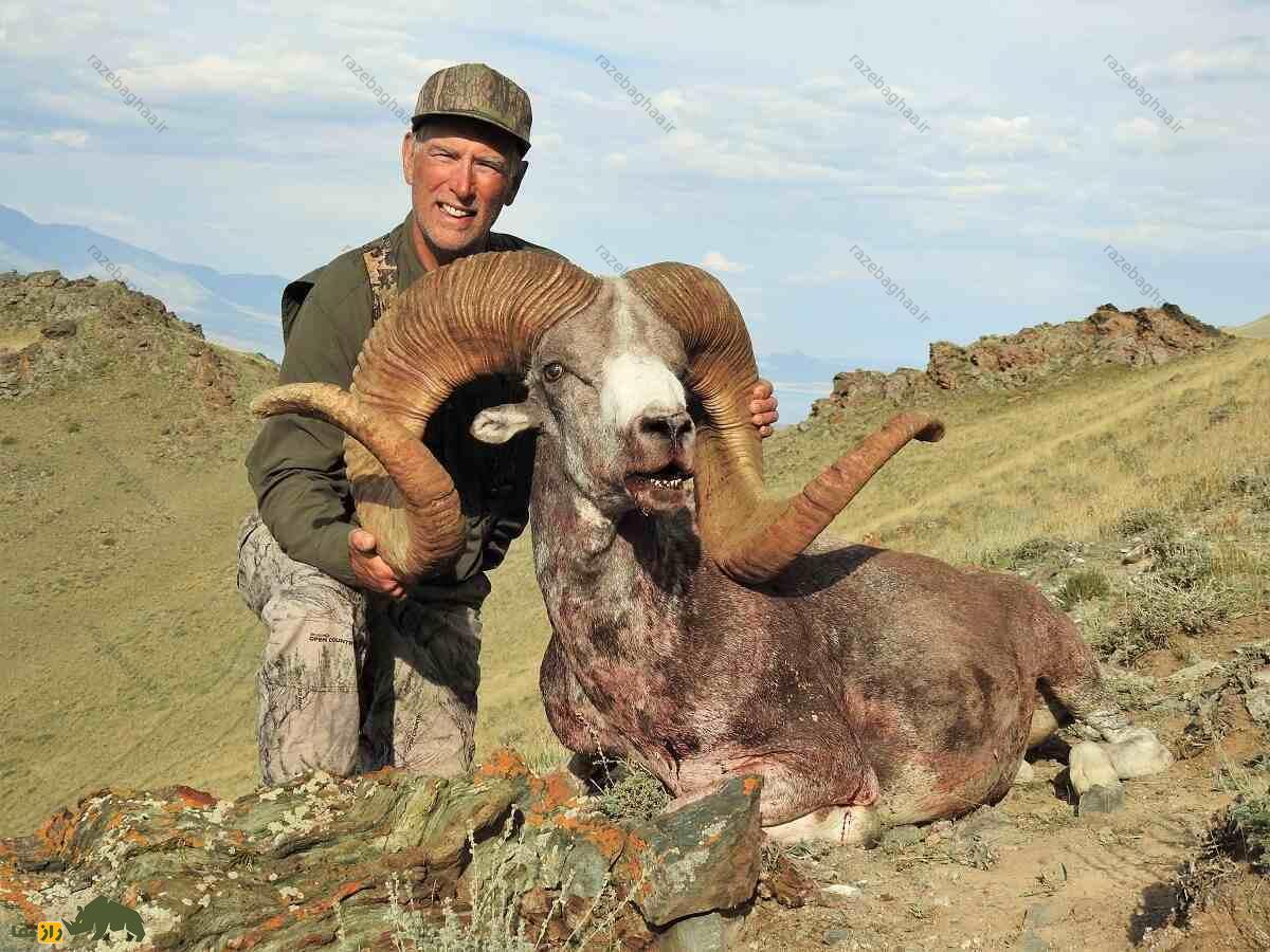 گوسفند آرگالی؛ گوسفند ۱۸۰ کیلویی با ۲ متر شاخ که هنگام جفتگیری روی خودش ادرار میکند گوسفند آرگالی با شاخ غول پیکر
