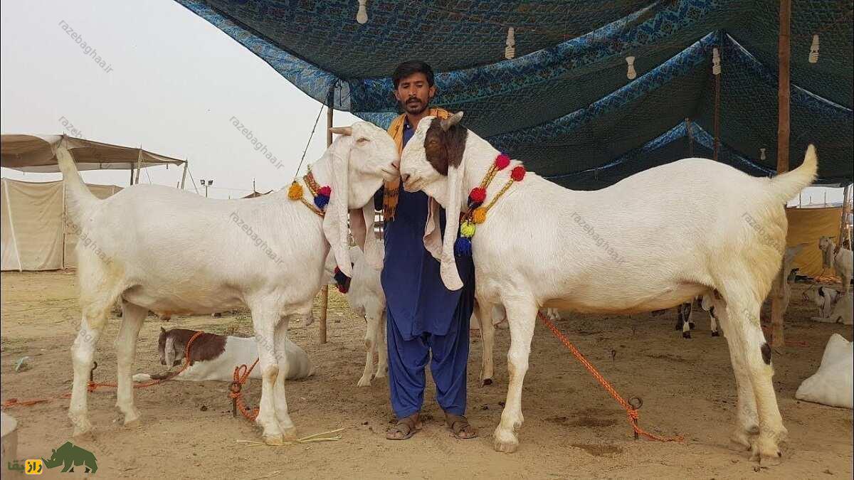 بز پاتری؛ بز پاکستانی مشهور به «اشراف‌زاده بیابان» که «بارش باران» را پیش‌بینی می‌کند