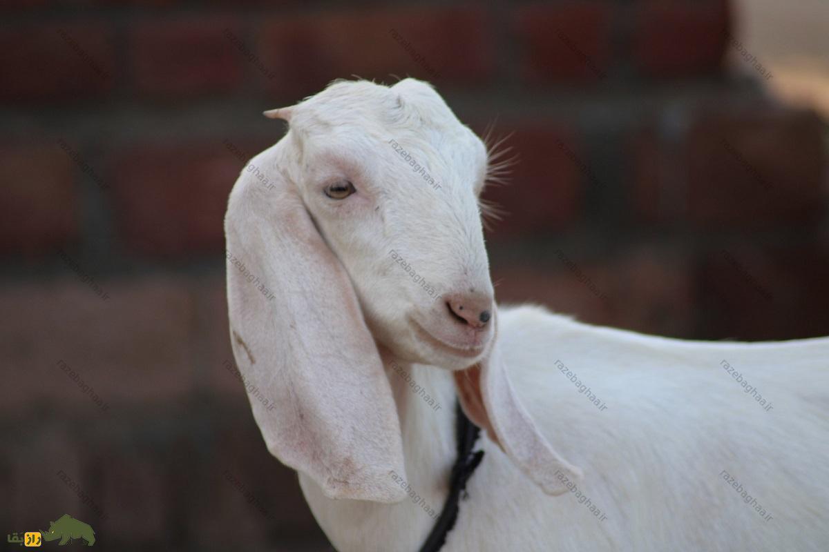 بز پاتری؛ بز پاکستانی مشهور به «اشراف‌زاده بیابان» که «بارش باران» را پیش‌بینی می‌کند