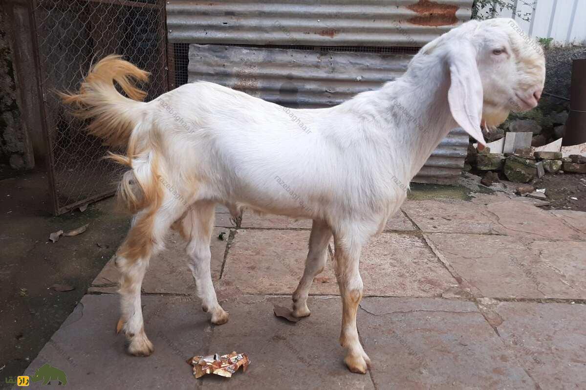 بز پاتری؛ بز پاکستانی مشهور به «اشراف‌زاده بیابان» که «بارش باران» را پیش‌بینی می‌کند