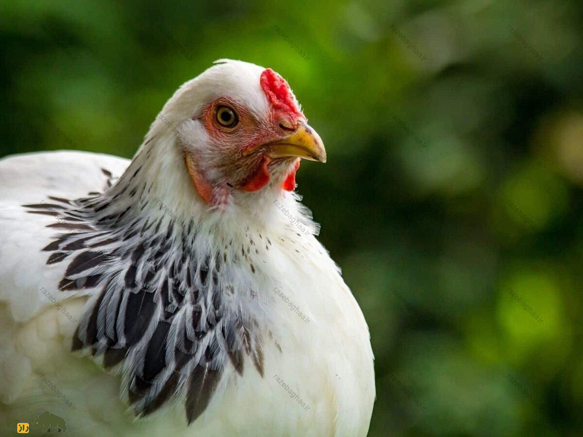 مرغ برهما؛ غول خجالتی که شلوار بگ میپوشد و به «لامبورگینی مرغها» معروف است مرغ برهما؛ غول خجالتی که شلوار بگ میپوشد و به «لامبورگینی مرغها» معروف است