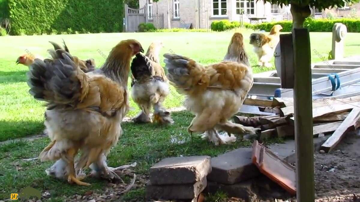 مرغ برهما؛ غول خجالتی که شلوار بگ میپوشد و به «لامبورگینی مرغها» معروف است مرغ برهما؛ غول خجالتی که شلوار بگ میپوشد و به «لامبورگینی مرغها» معروف است