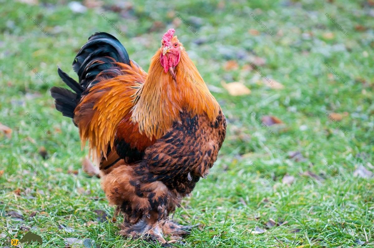 مرغ برهما؛ غول خجالتی که شلوار بگ میپوشد و به «لامبورگینی مرغها» معروف است مرغ برهما؛ غول خجالتی که شلوار بگ میپوشد و به «لامبورگینی مرغها» معروف است