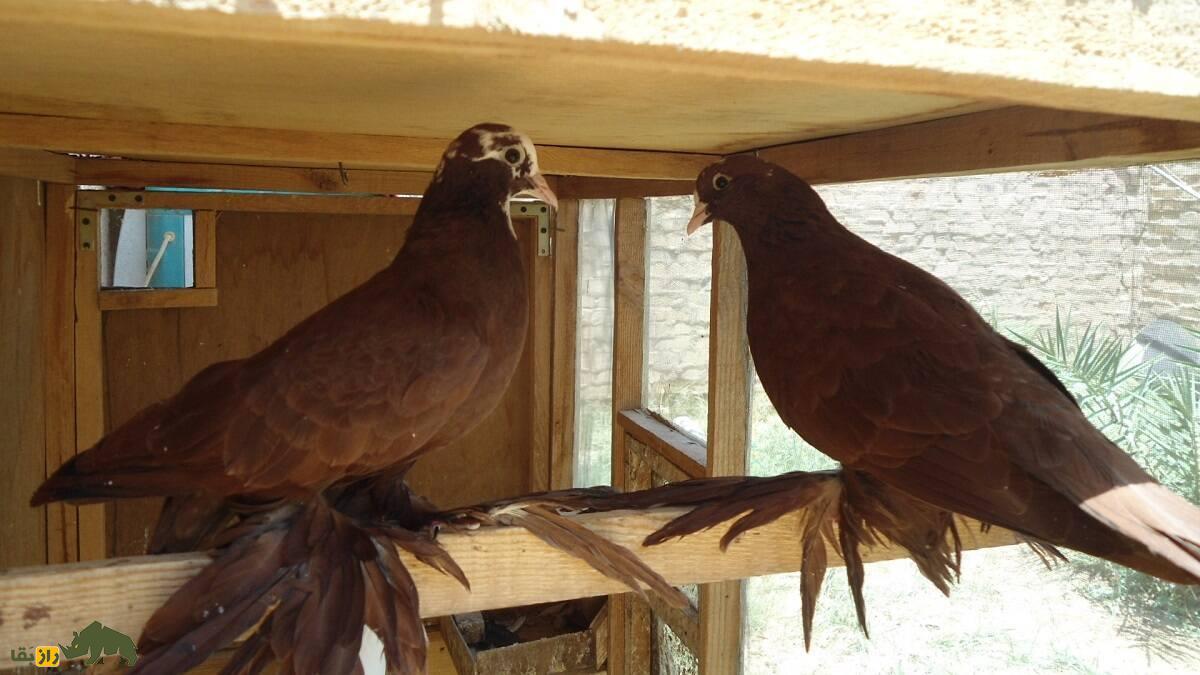 کبوتر بغدادی یا عراقی؛ کبوتر تاریخی که «حس ششم» دارد و چهره انسان‌ها را تشخیص می‌دهد