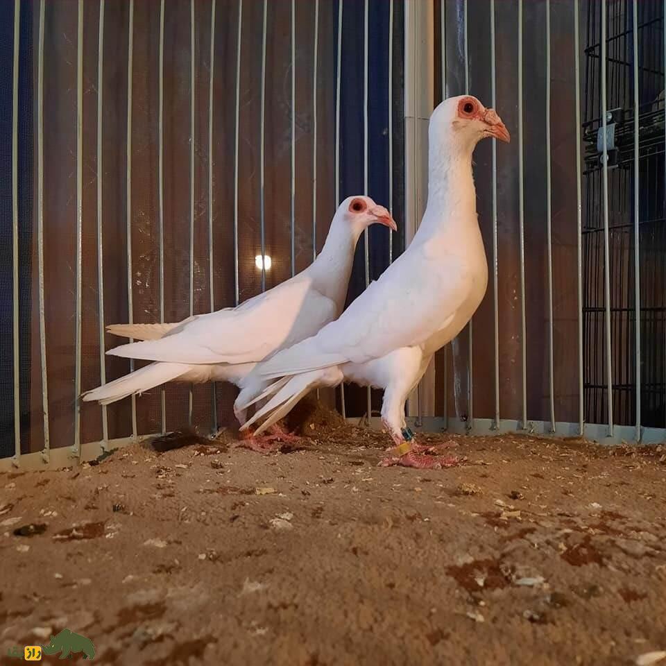 کبوتر بغدادی یا عراقی؛ کبوتر تاریخی که «حس ششم» دارد و چهره انسان‌ها را تشخیص می‌دهد