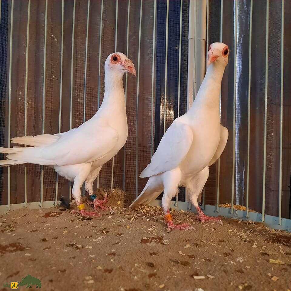 کبوتر بغدادی یا عراقی؛ کبوتر تاریخی که «حس ششم» دارد و چهره انسان‌ها را تشخیص می‌دهد