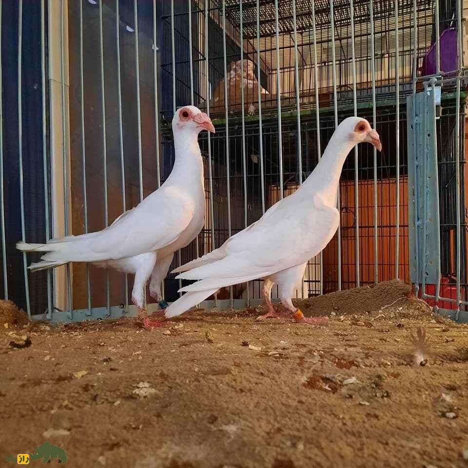 کبوتر بغدادی یا عراقی؛ کبوتر تاریخی که «حس ششم» دارد و چهره انسان‌ها را تشخیص می‌دهد