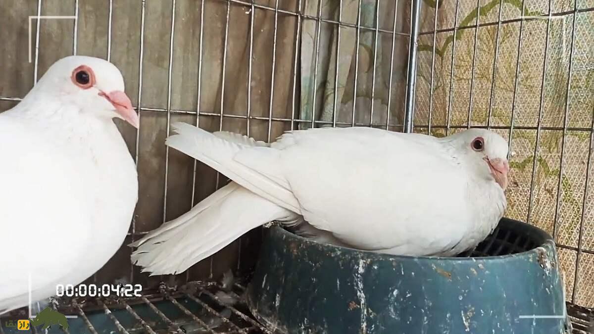 کبوتر بغدادی یا عراقی؛ کبوتر تاریخی که «حس ششم» دارد و چهره انسان‌ها را تشخیص می‌دهد