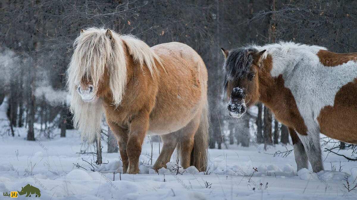 اسب یاکوتی؛ اسبی با موی ۸ سانتیمتری که در دمای منفی ۵۷ درجه زنده میماند و با ارواح در ارتباط است اسب یاکوتی؛ اسبی با موی ۸ سانتیمتری که در دمای منفی ۵۷ درجه زنده میماند و با ارواح در ارتباط است
